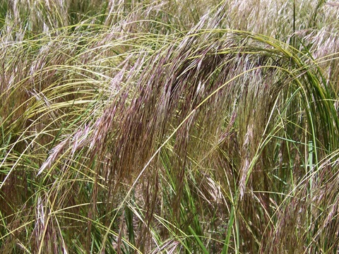 Chilean Needle Grass